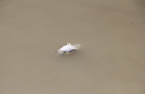 Dead fish - stunned by the salt and fresh water?