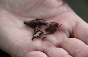 Chapulines: fried, chilli, spicy grasshopper