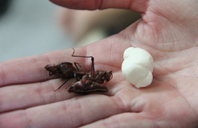 Grasshopper & quesillo