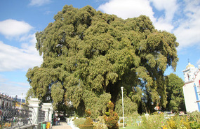 Largest tree in Tulle