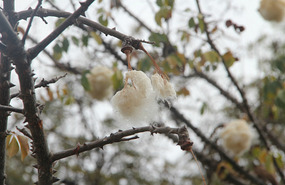 Kapok tree