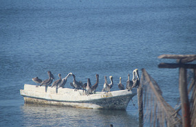 Pelicans