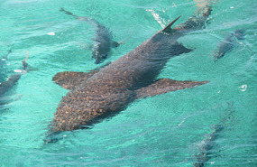 Nurse shark