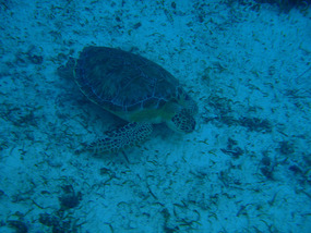 Turtle
