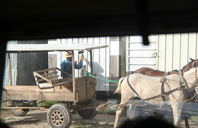 Mennonite