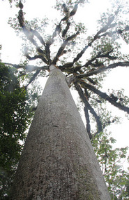 Ceiba tree