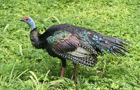Ocellated turkey