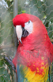 Hotel's 2 macaws