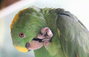 Polly