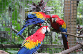 Scarlet Macaw
