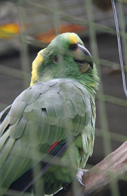 Yellow Crowned Amazon 