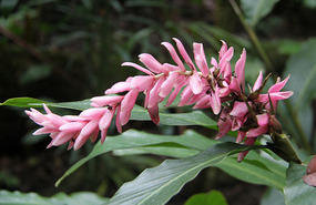 Pink Coned Ginger Plant