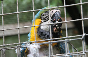 Blue & Gold Macaw