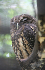 Mottled Owl
