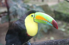 Keel Billed Toucan