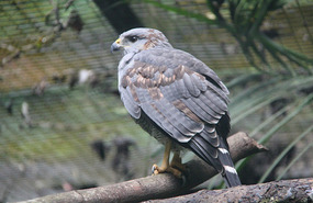 Grey Hawk