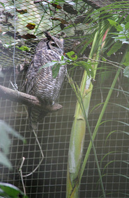 Great Horned Owl