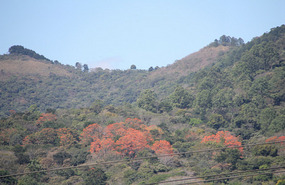 African Tulip - flame of the forest