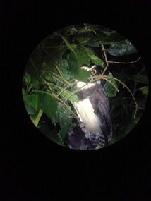 Spectacled Owl with its Brown Jay catch
