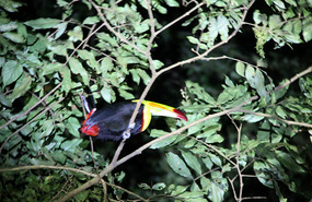 Keel-billed Toucan