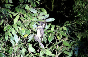 Spectacled Owl with its Brown Jay catch