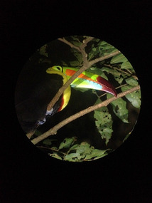 Keel-billed Toucan