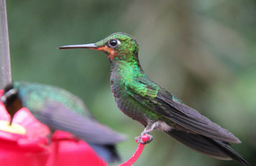 Hummingbird