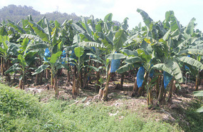 Banana plantation