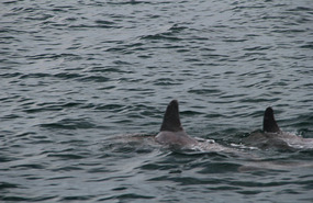 Dolphins