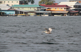 Bocas