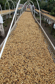 Dried in racks: every 20 minutes needs to be raked
