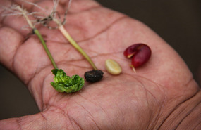 Self seeded or volunteer coffee plants are found