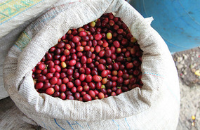 Geisha 4 months to age in sacks - shelled & peeled