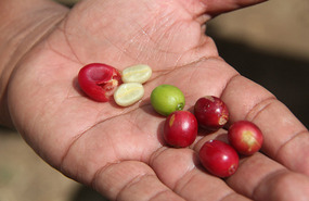 Hand picked every 2 weeks - red beans - 2 fruits