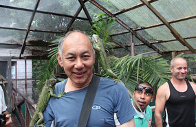 Iguanas at San Ignacio, Belize