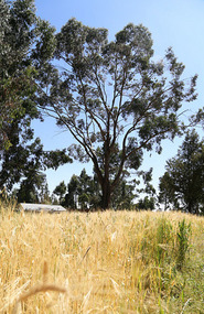 Australian eucalyptus tree