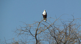 African fish eagle 