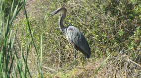 Grey goliath heron 