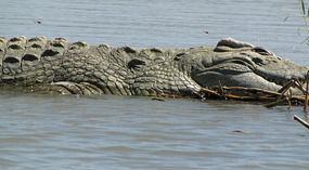 Crocodile