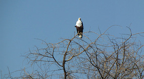 African fish eagle 