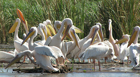 White pelican