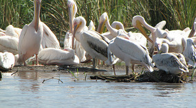 White pelican