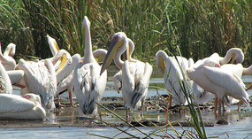 White pelican