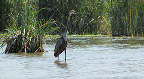 Grey goliath heron 