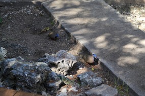 Blue headed dove 
