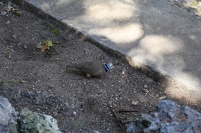 Blue headed dove 