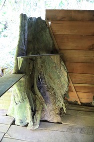 Tree where they cook from