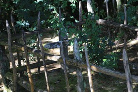 Only 1 grave here marked with a rose bush