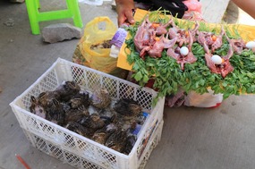 Baby quail