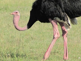 Ostritch